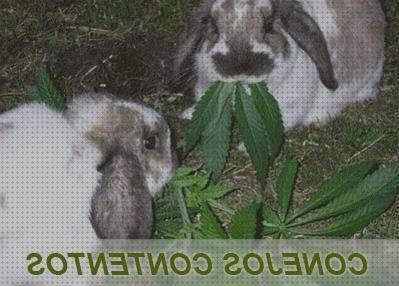Las mejores hojas conejos la hoja de marihuana buena para los conejos
