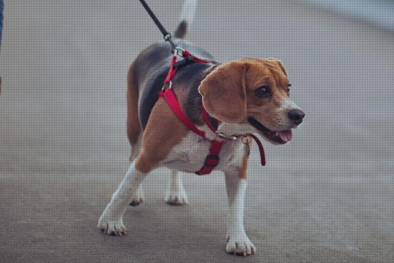 Las mejores marcas de correas la mejor correa para un beagle