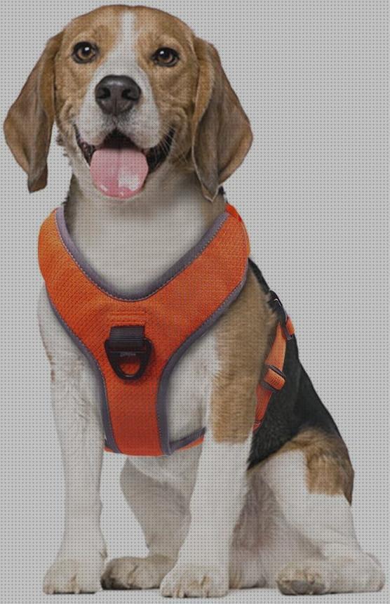 Review de la mejor correa para un beagle