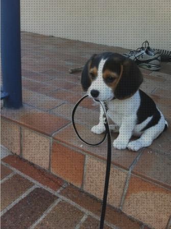 Las 19 Mejores Las Mejores Correas Para Un Beagles