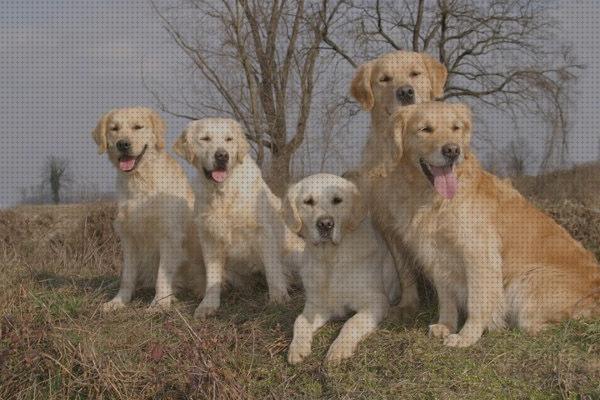 ¿Dónde poder comprar labradores niños labrador para niños?