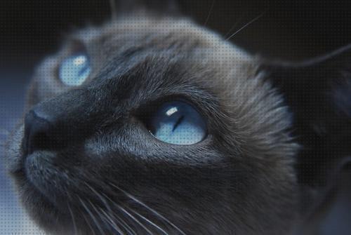 Review de lagrimas artificiales de humanos para gatos