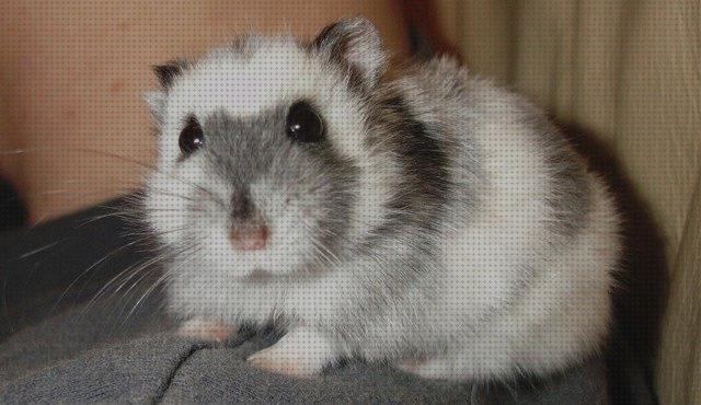 Las 24 Mejores Las Jaulas Mas Recomendables Para Hamster