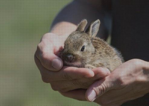 ¿Dónde poder comprar conejos mascotas las mejores razas de conejos para mascotas?