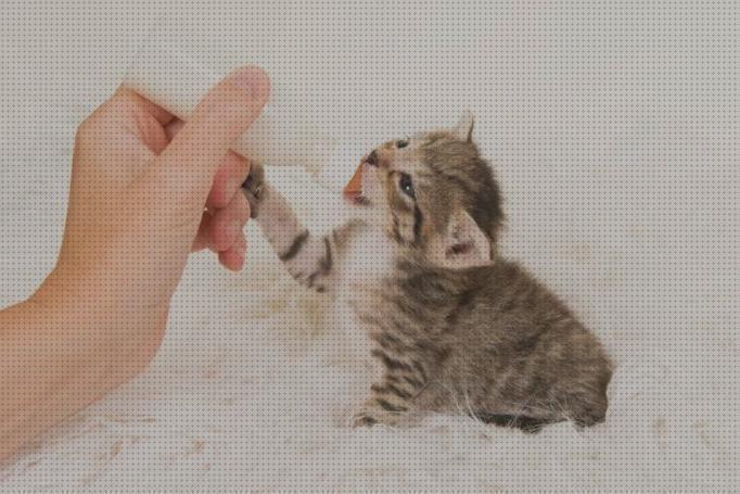¿Dónde poder comprar bebes gatos leche de baca para gatos bebes?