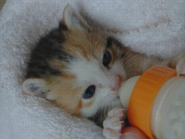 Las mejores recien gatos leche de baca para gatos recien nacidos