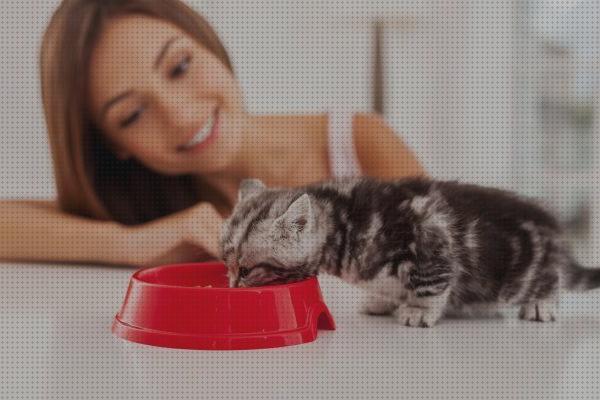 Review de leche materna para gatos recien nacidos