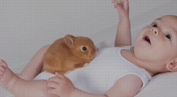Análisis de las 24 mejores Leches Para Conejos Babys