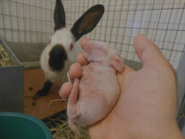 Las mejores bebes conejos leche para conejos bebes