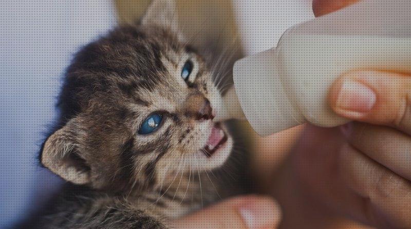 Las mejores bebes gatos leche para gatos bebes royal canin