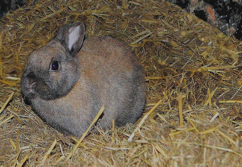 Opiniones de los 28 mejores Lechos Vegetales Para Conejos