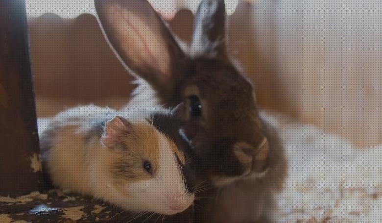 ¿Dónde poder comprar lechos conejos lechos baratos para conejos?