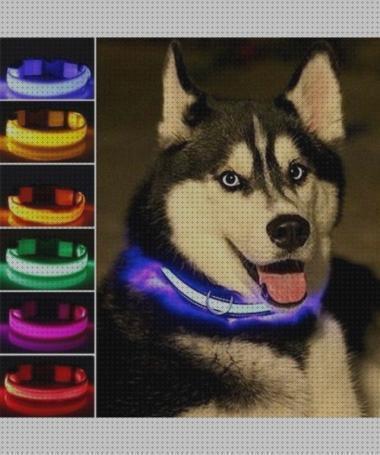 ¿Dónde poder comprar collares perros led?