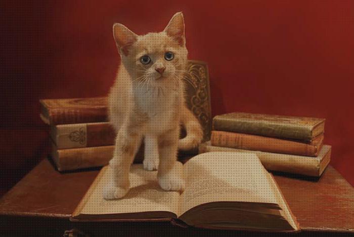 ¿Dónde poder comprar niños gatos libros sobre gatos para niños?