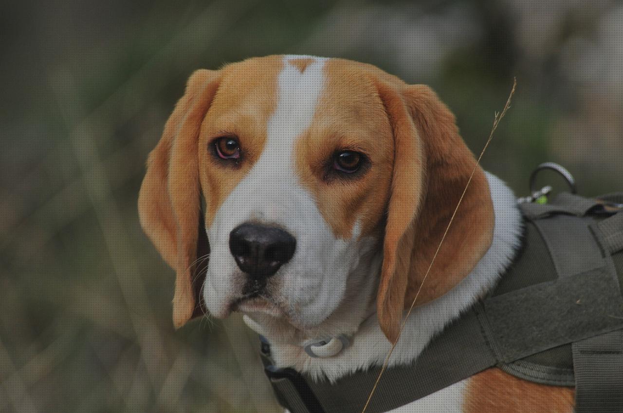 ¿Dónde poder comprar machos machos beagles para monta?