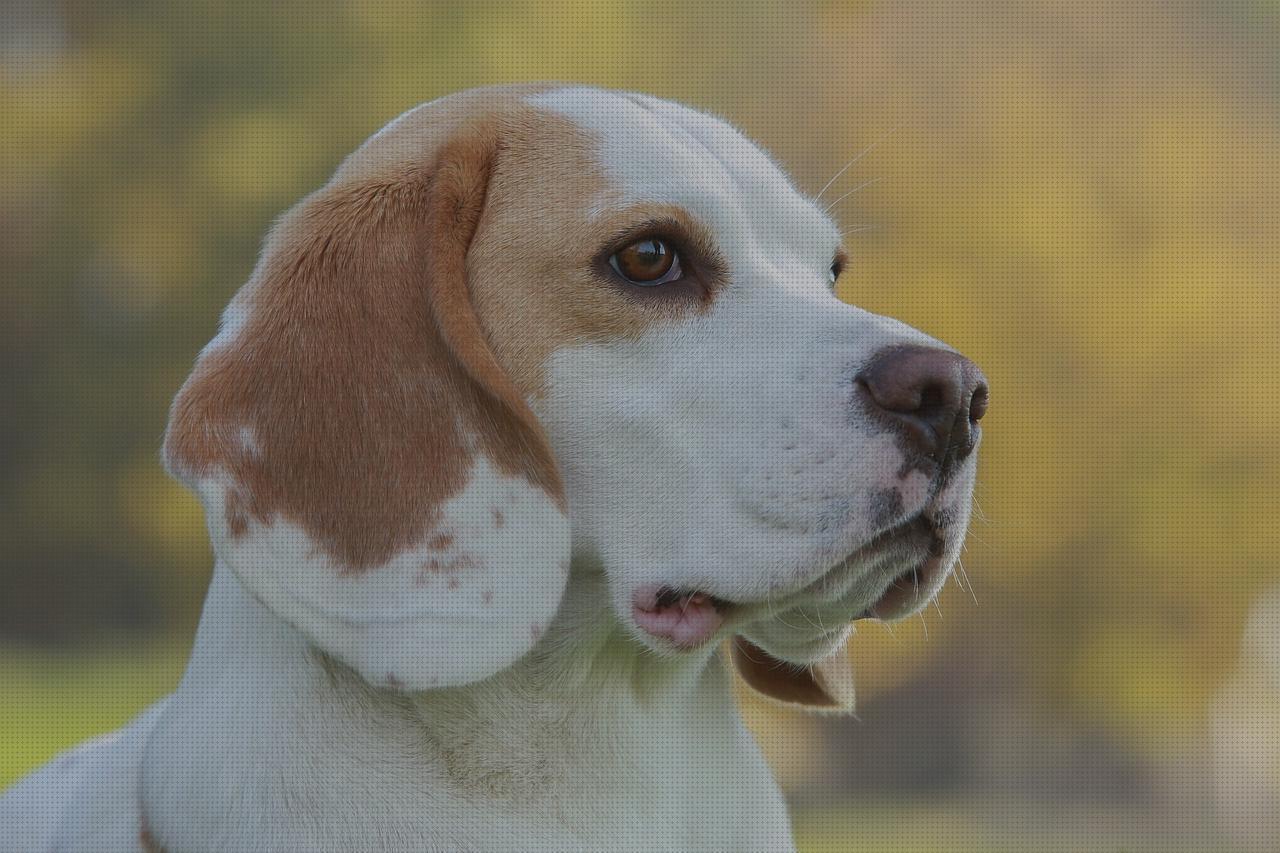 Opiniones de los 16 mejores Machos Beagles Para Montas