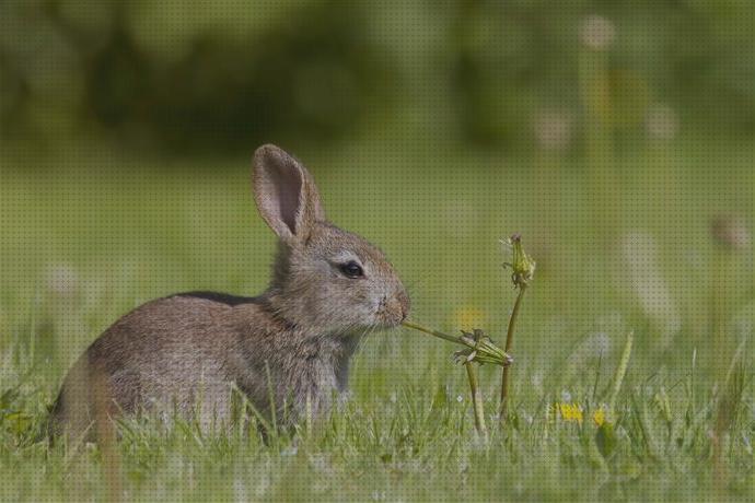 Opiniones de las 19 mejores Madera De Eucaliptos Para Conejos