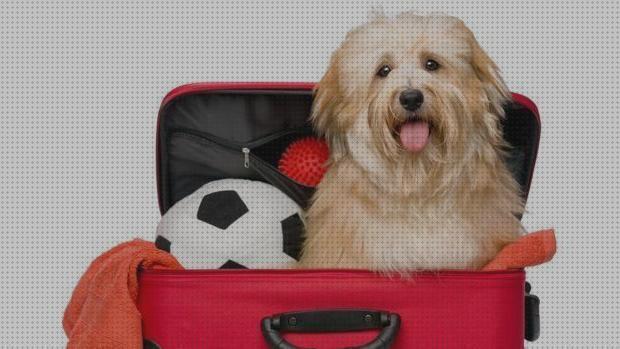 Review de maletin de mascotas para coche