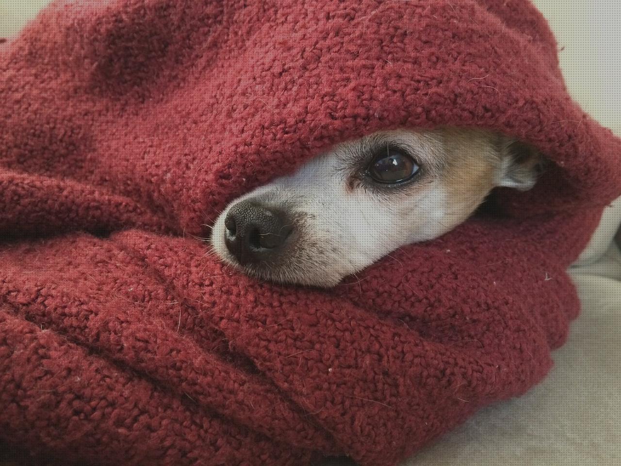 Review de mantas frias para mascotas