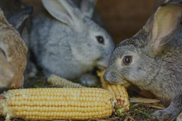 Las mejores maiz conejos mazorca de maiz para conejos