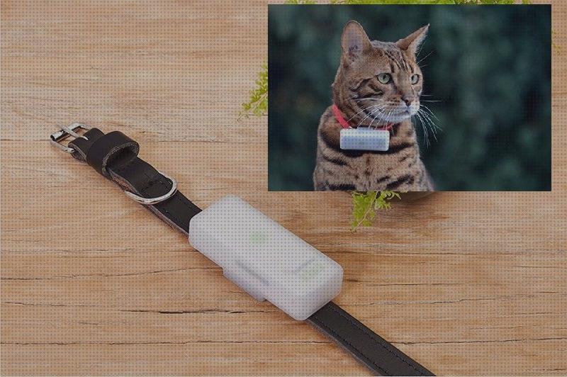 ¿Dónde poder comprar gps gatos microchip para gatos con gps?