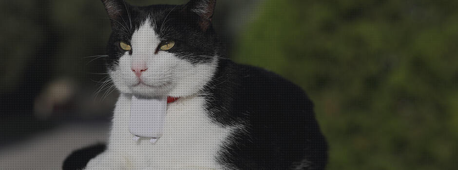 Opiniones de los 17 mejores Microchip Para Gatos Con Gps