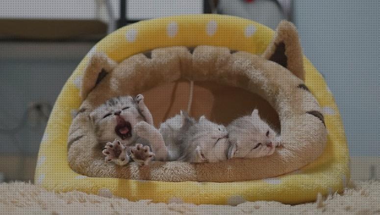 ¿Dónde poder comprar camas gatos modelos de camas para gatos?