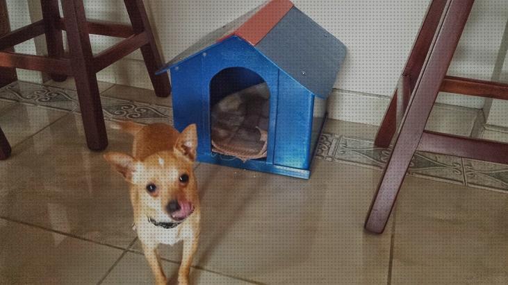 Review de modelos de casa para perros chihuahua