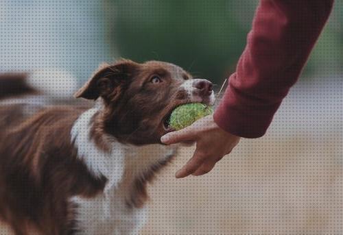 ¿Dónde poder comprar collie mordedores para border collie?