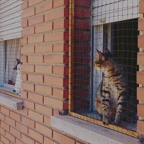 Las mejores ventanas gatos mosquiteras para ventanas gatos