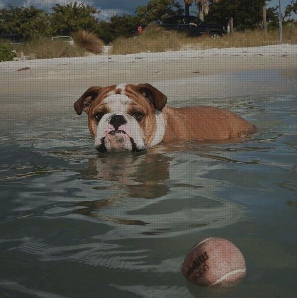Las mejores marcas de bulldog nadar
