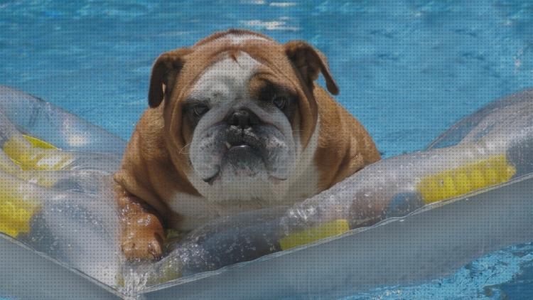 ¿Dónde poder comprar bulldog nadar?