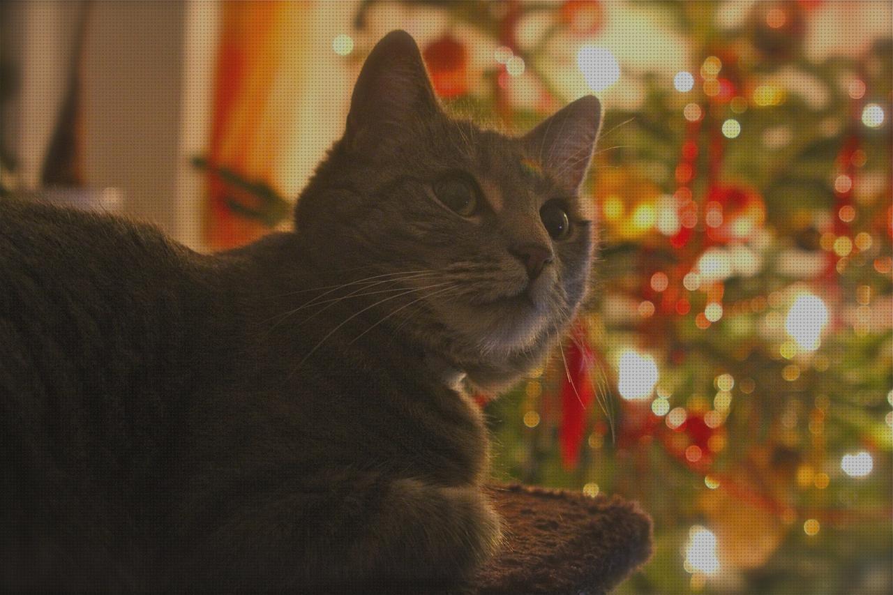 Las mejores navidad para gatos