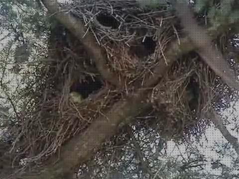 Las mejores nidos loros nidos para loros reales