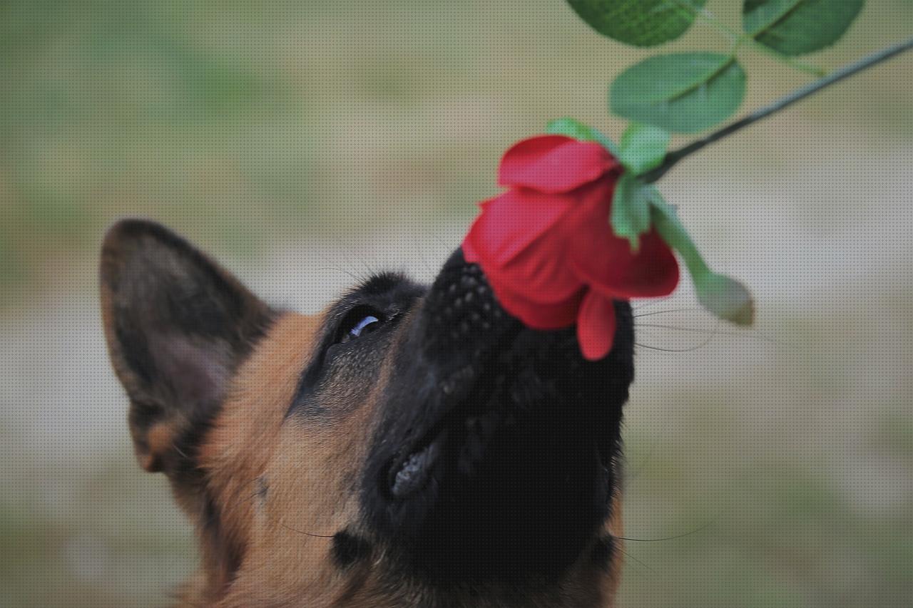 TOP 20 accesorios olfativa para mascotas del mundo