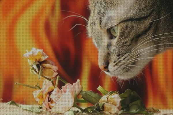 Opiniones de los 14 mejores Olores Desagradables Para Los Gatos