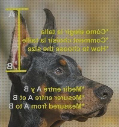 Las mejores doberman perros orejeras para perros doberman