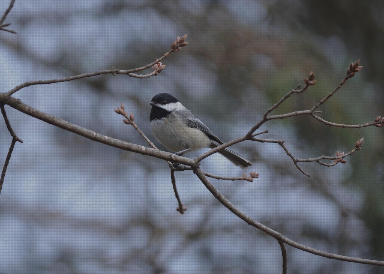 Las mejores pajaro pajaro con para torcida