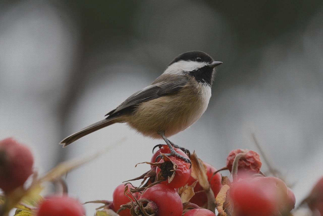 Review de pajaro con para torcida