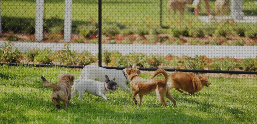 ¿Dónde poder comprar parques perros parque para perros?