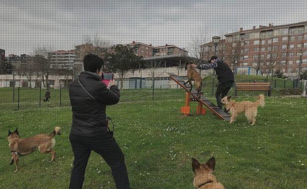 TOP 26 parques para perros