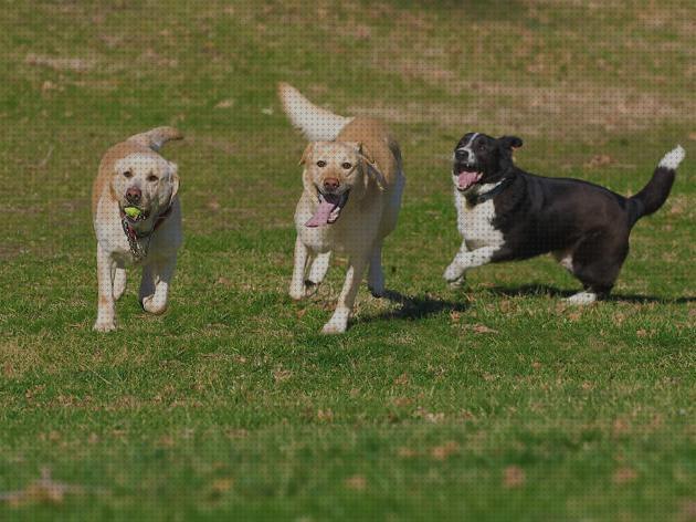 Las mejores marcas de parques perros parque para perros