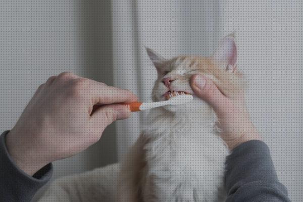 Las mejores comprar gatos pasta de dientes para gatos comprar