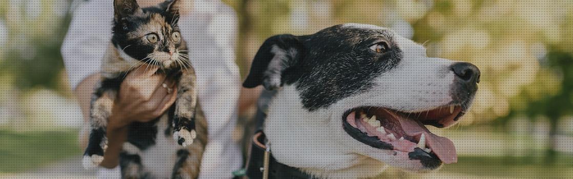 Las mejores kiwoko perros pasta de dientes para perros kiwoko