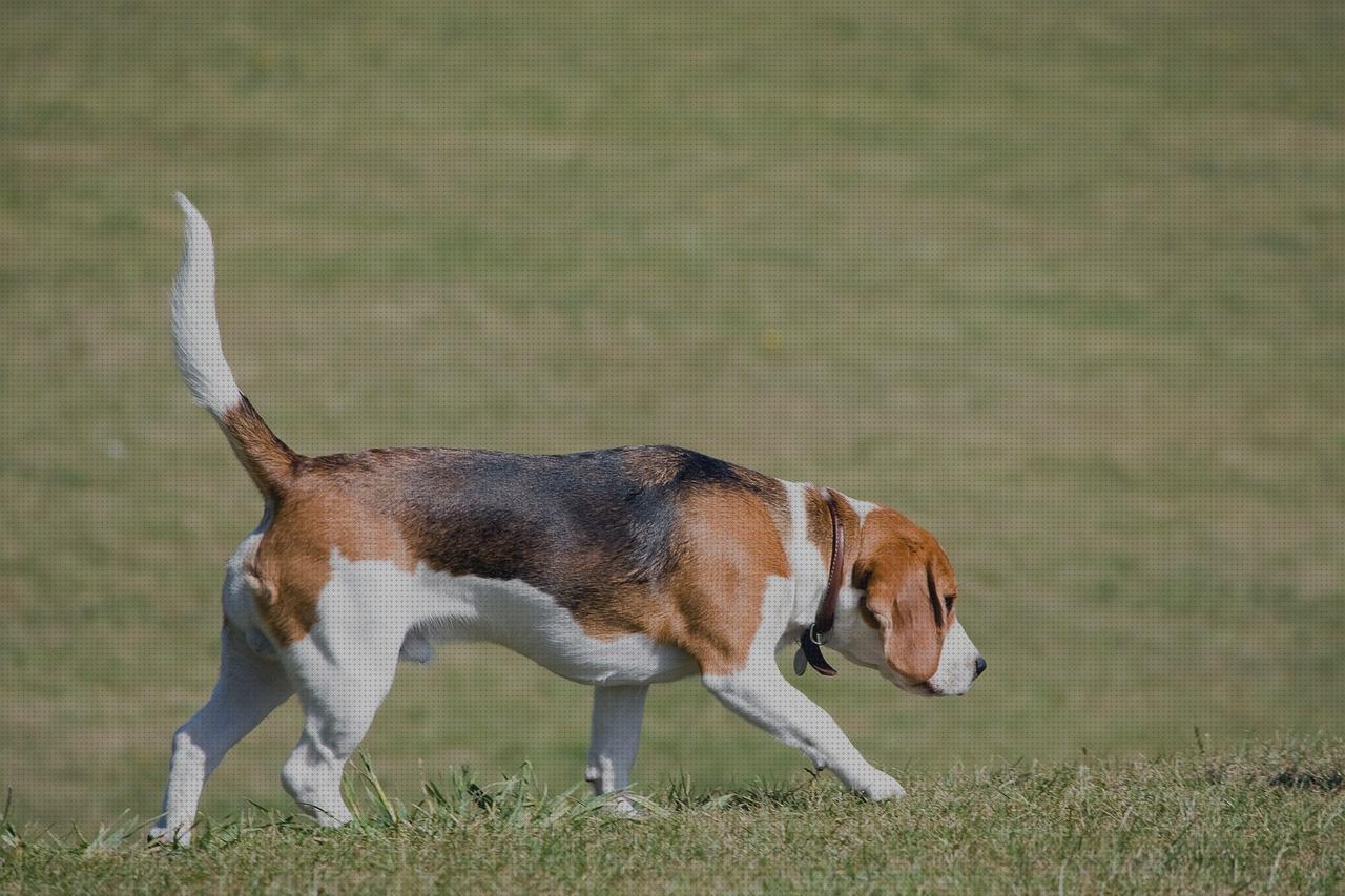 ¿Dónde poder comprar beagles perros perro beagle para piso?