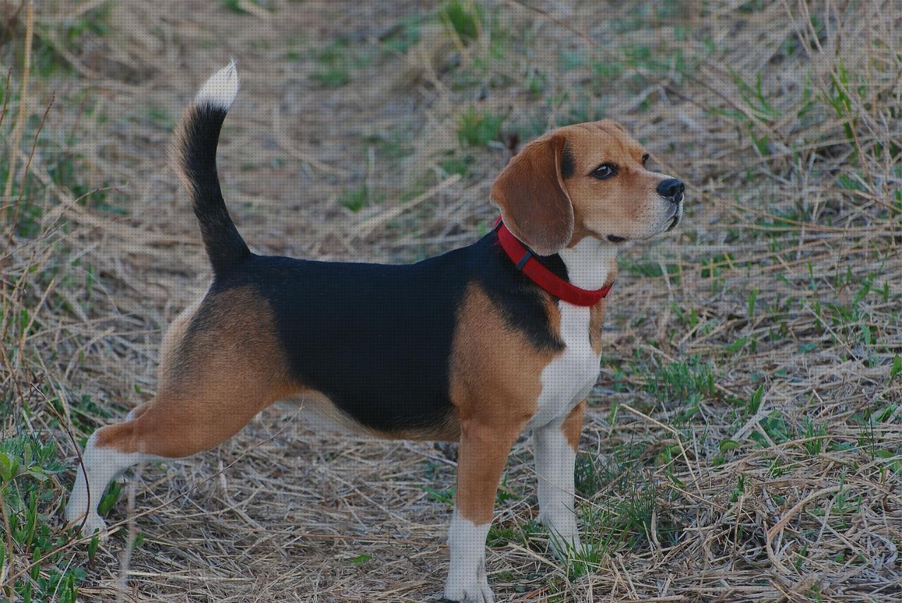 Las mejores marcas de beagles perros perro beagle para piso