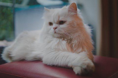 Review de los 30 mejores persas para mascotas del mundo