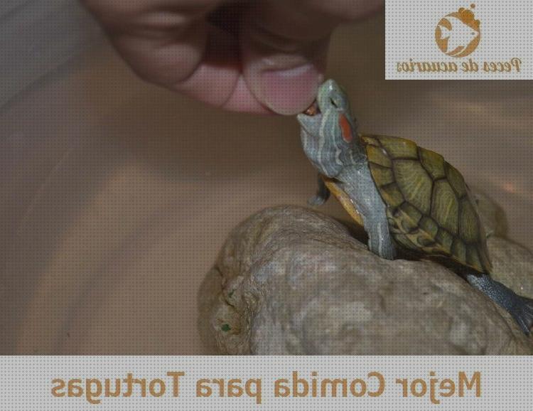 ¿Dónde poder comprar pieso para tortugas de aguar?