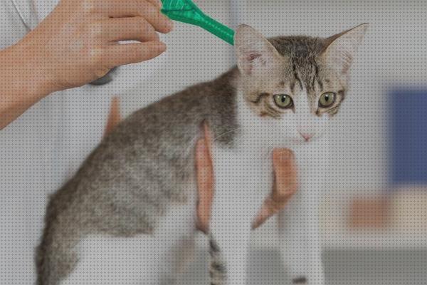 ¿Dónde poder comprar pulgas gatos pipeta para gatos pulgas y parasitos?