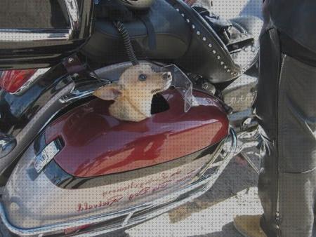 Las mejores marcas de porta mascotas porta mascotas para motos